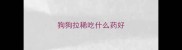 狗狗拉稀吃什么药好