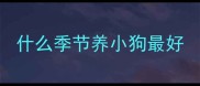 什么季节养小狗最好