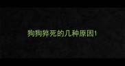 狗狗猝死的几种原因