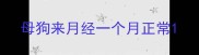 母狗来月经一个月正常