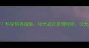 金毛最佳交配年龄几岁科学饲养指南母犬初次发情时间公犬成熟标准及健康繁殖全