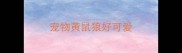 宠物黄鼠狼好可爱