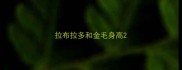 拉布拉多和金毛身高