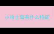 小哈士奇有什么特征