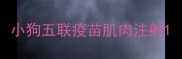 小狗五联疫苗肌肉注射