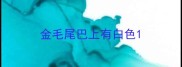 金毛尾巴上有白色