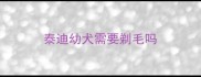 泰迪幼犬需要剃毛吗