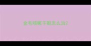 金毛咳嗽干呕怎么治