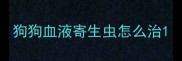 狗狗血液寄生虫怎么治