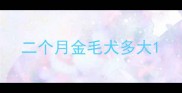 二个月金毛犬多大