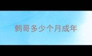 鹩哥多少个月成年