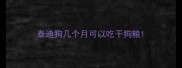 泰迪狗几个月可以吃干狗粮