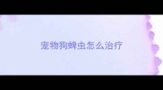 宠物狗蜱虫怎么治疗