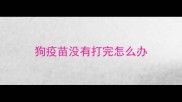 狗疫苗没有打完怎么办