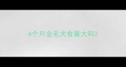 4个月金毛犬食量大吗
