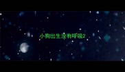小狗出生没有呼吸