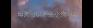 母狗可以不生小狗吗