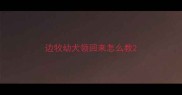 边牧幼犬领回来怎么教