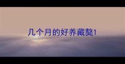 几个月的好养藏獒