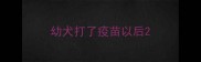 幼犬打了疫苗以后