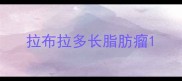 拉布拉多长脂肪瘤