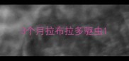 3个月拉布拉多驱虫