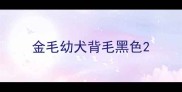 金毛幼犬背毛黑色