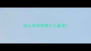 哈士奇串种是什么意思