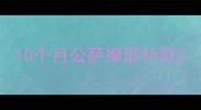 10个月公萨摩耶特征