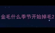 金毛什么季节开始掉毛
