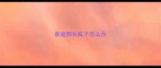 泰迪狗长虱子怎么办