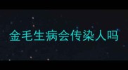 金毛生病会传染人吗