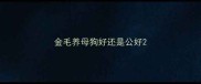 金毛养母狗好还是公好