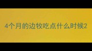 4个月的边牧吃点什么时候