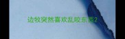 边牧突然喜欢乱咬东西