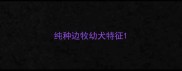 纯种边牧幼犬特征