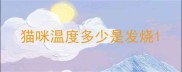 猫咪温度多少是发烧