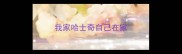 我家哈士奇自己在家