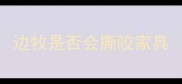 边牧是否会撕咬家具