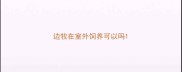 边牧在室外饲养可以吗