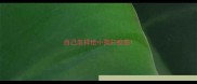 自己怎样给小狗打疫苗