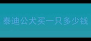 泰迪公犬买一只多少钱