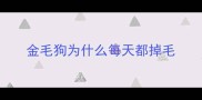 金毛狗为什么每天都掉毛