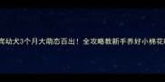 贵宾幼犬3个月大萌态百出全攻略教新手养好小棉花糖