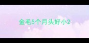 金毛5个月头好小