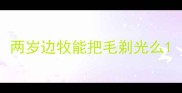 两岁边牧能把毛剃光么
