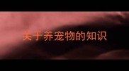 关于养宠物的知识