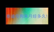 泰迪母狗来月经多久