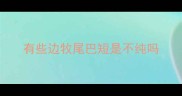 有些边牧尾巴短是不纯吗