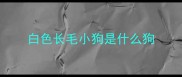 白色长毛小狗是什么狗